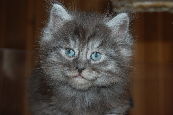 Inuyasha, 6 Wochen.jpg